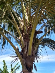 Cocos nucifera
