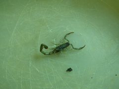 Uroplectes flavoviridis
