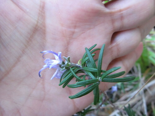 Salvia rosmarinus
