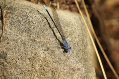 Argia munda
