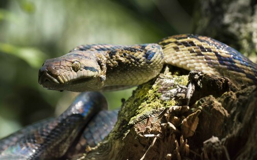 Australian Scrub Python sighting