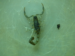 Uroplectes flavoviridis