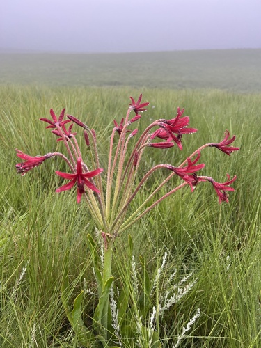 Brunsvigia undulata