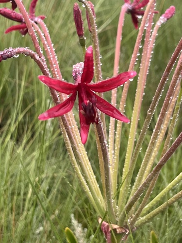 Brunsvigia undulata
