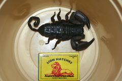 Hadogenes troglodytes