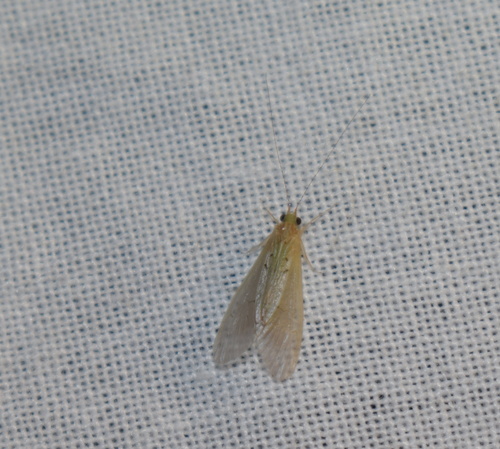 Aethaloptera gracilis