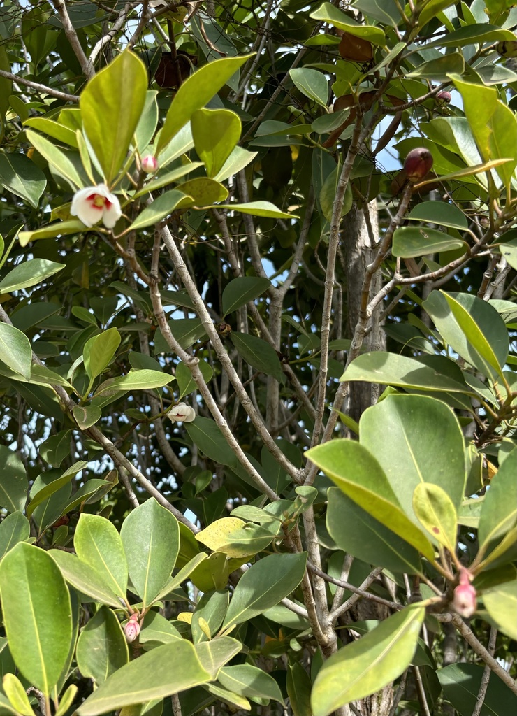 attorney trees from Surama Road, Upper Takutu-Upper Essequibo, GY on ...