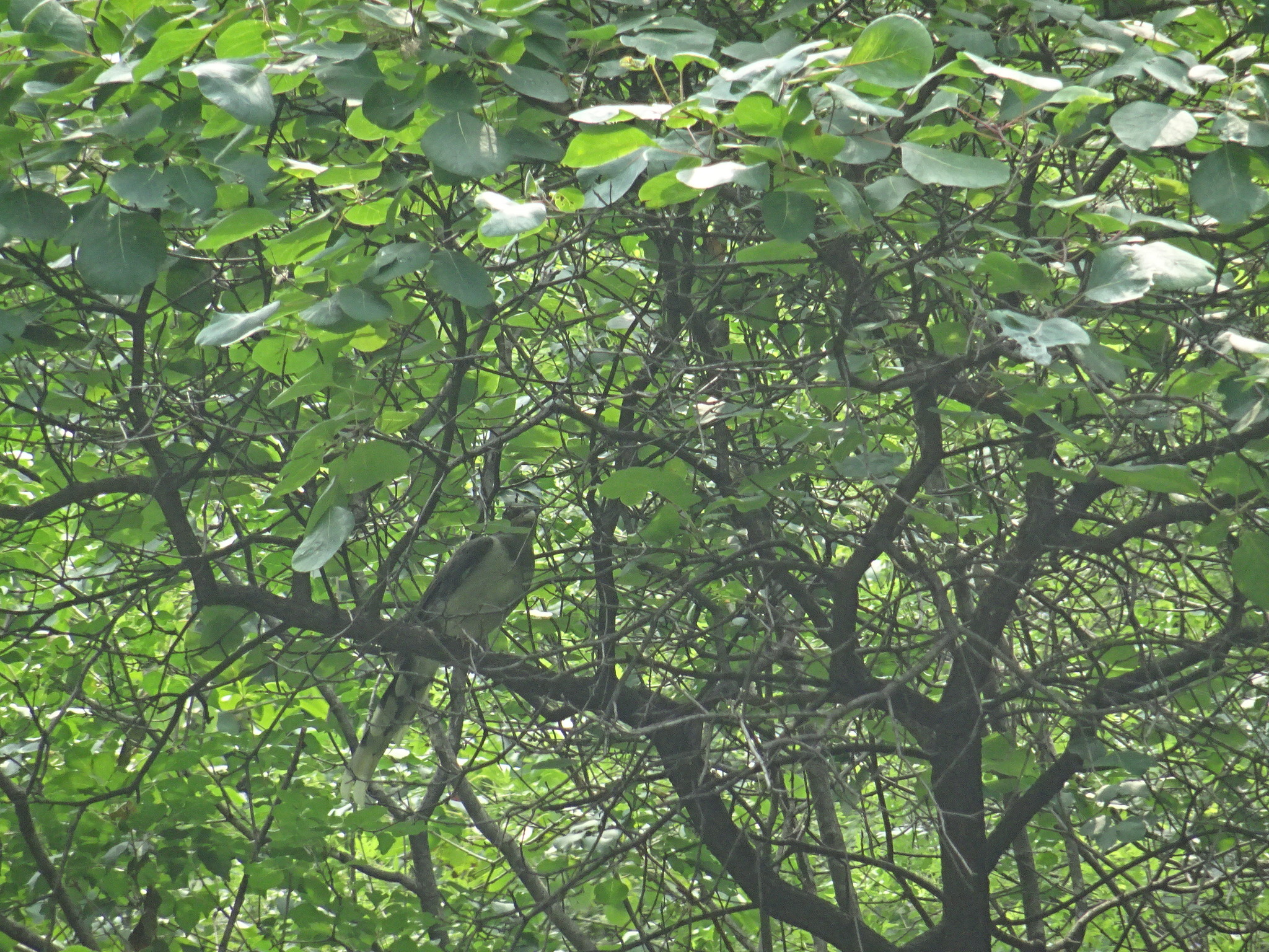 Red-billed Blue Magpie