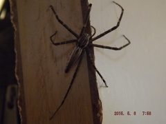 Euprosthenops