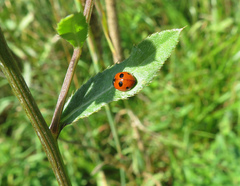 Coccinella quinquepunctata