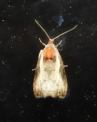 Olethreutes inornatana