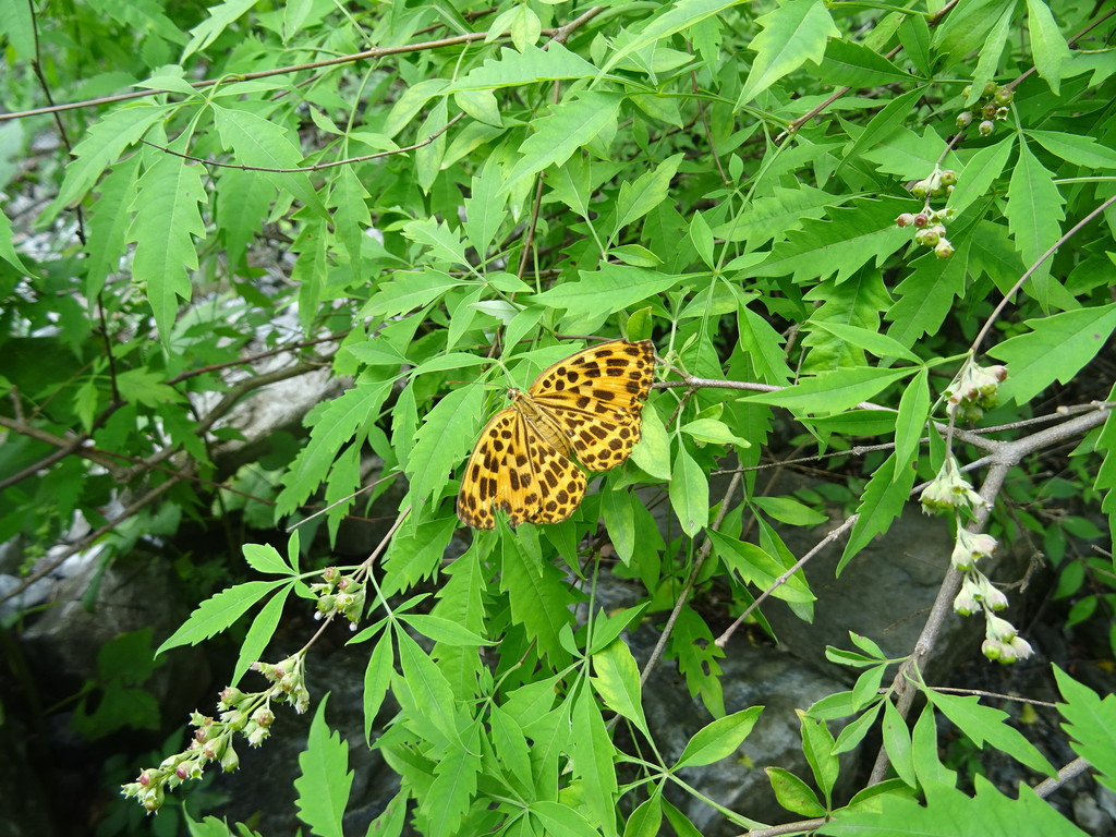 Spotted leopard butterfly