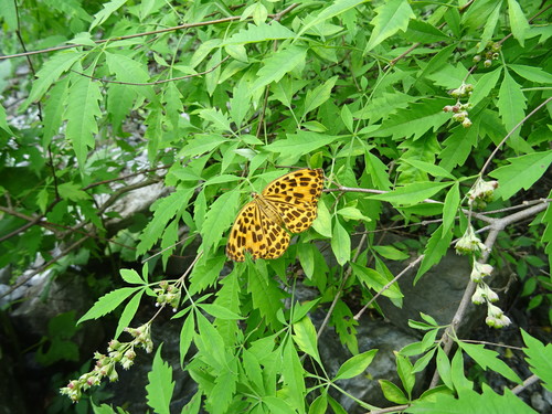 Spotted leopard butterfly