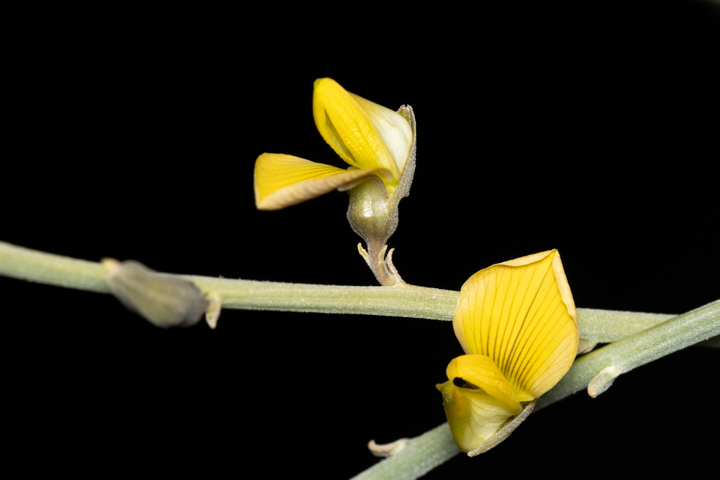 Crotalaria aegyptiaca