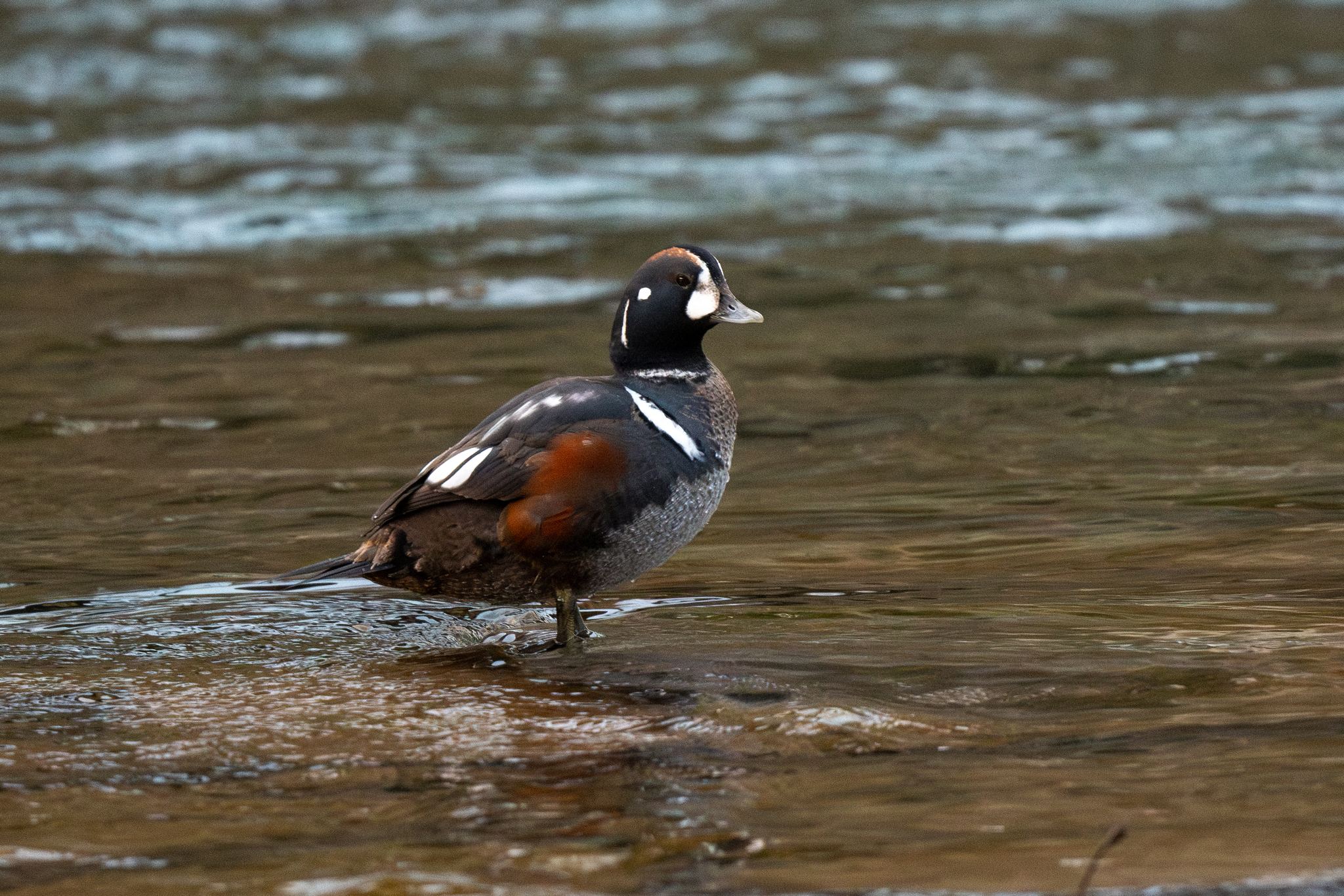 Harlequin Duck (Histrionicus histrionicus)