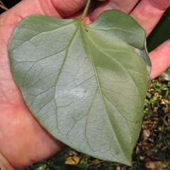 Tinospora caffra