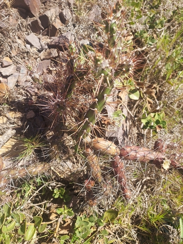 Image of Opuntia aurantiaca by (c) Roderick Cameron, some rights reserved (CC BY)
