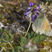 Astragalus norvegicus - Photo (c) Kristof Zyskowski, algunos derechos reservados (CC BY)