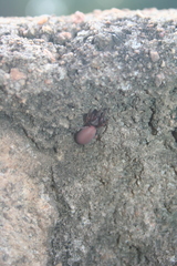Palpimanus