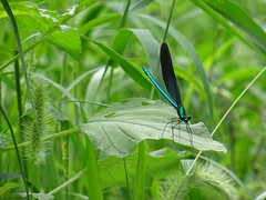 Matrona basilaris