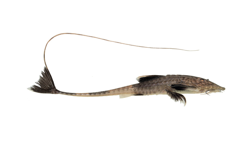 Chameleon whiptail catfish (Pseudohemiodon apithanos) — Loricariidae
