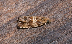 Olethreutes fasciatana
