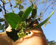 Salacia gerrardii