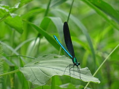 Matrona basilaris