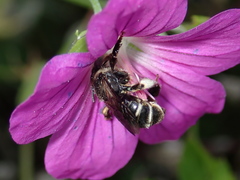 Macropis europaea