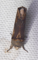 Oedemasia concinna