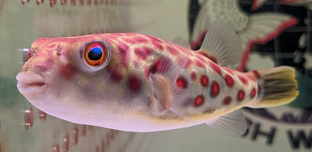 Redline Puffer