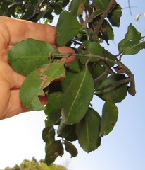 Salacia gerrardii
