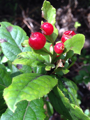 Vaccinium calycinum