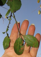 Salacia gerrardii