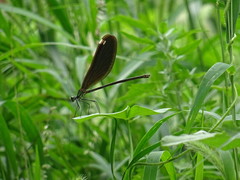 Matrona basilaris