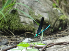 Matrona basilaris