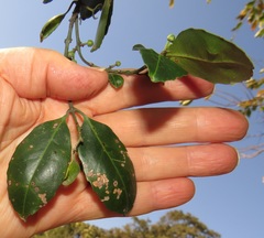 Salacia gerrardii