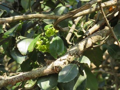 Salacia gerrardii