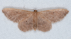 Idaea eremiata