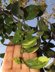 Salacia gerrardii