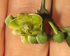 Salacia gerrardii