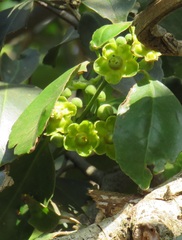 Salacia gerrardii
