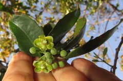 Salacia gerrardii