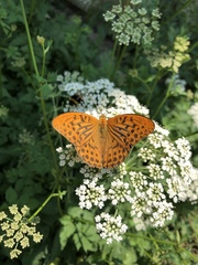 Argynnis paphia