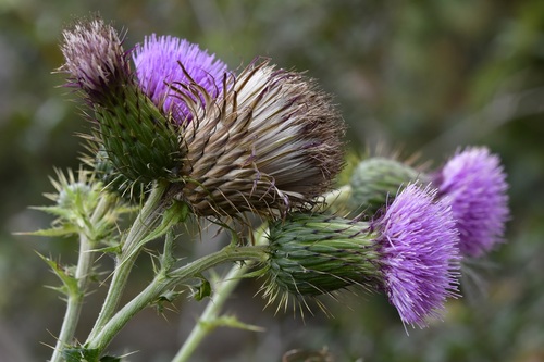 Mexican Thistle (Cirsium mexicanum)