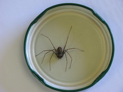 Loxosceles simillima