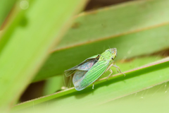 Xyphon reticulatum