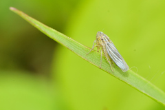 Plesiommata mollicula