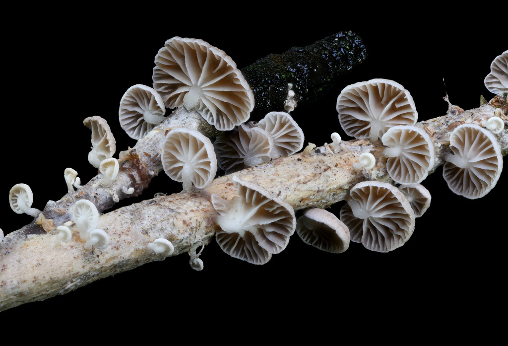 Marasmiellus candidus · January 2025 · photo: © alan_rockefeller (iNaturalist, cc-by-sa)