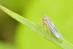 Plesiommata mollicula